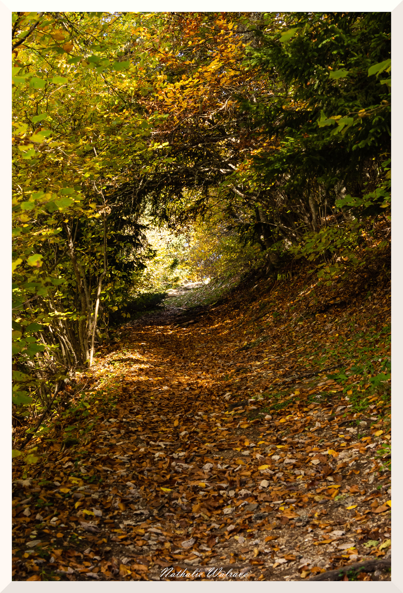 chemin d'automne